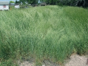Common rye (Secale cereale)